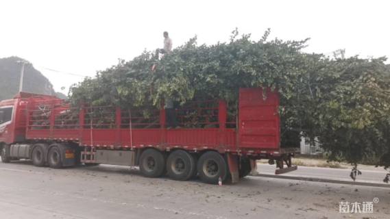 高度600厘米紫荆