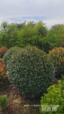 冠幅150厘米金冠女贞球