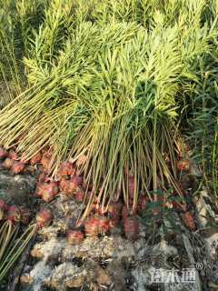 高度130厘米夹竹桃