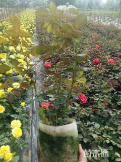 高度80厘米月季