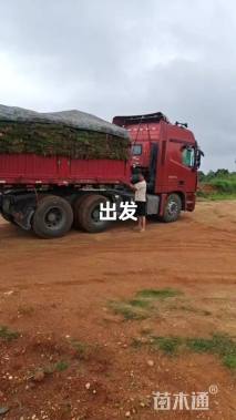 草块状马尼拉草