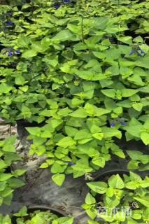 高度30厘米鼠尾草