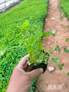 高度8厘米白三叶