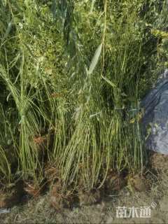 高度80厘米棣棠