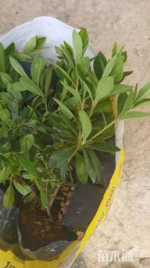 高度35厘米欧洲月季