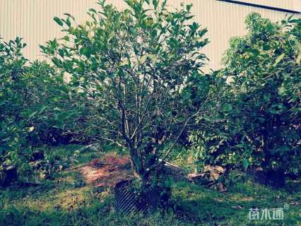 15公分柚子树