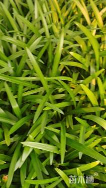 高度20厘米百子莲