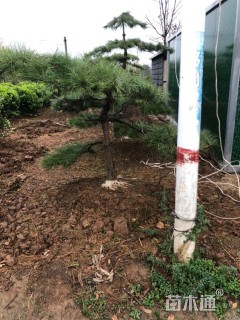 高度180厘米油松