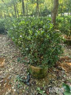 冠幅90厘米大叶黄杨球