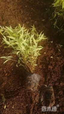 高度30厘米金叶莸