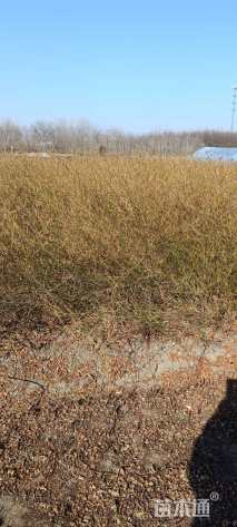 高度50厘米棣棠