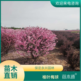 冠幅60厘米榆叶梅球