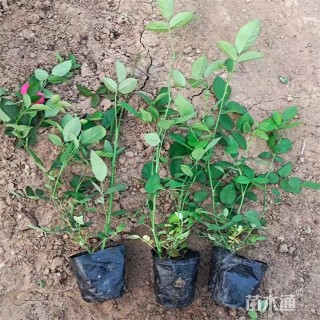 高度30厘米丰花月季