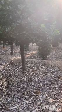 高度320厘米大叶黄杨