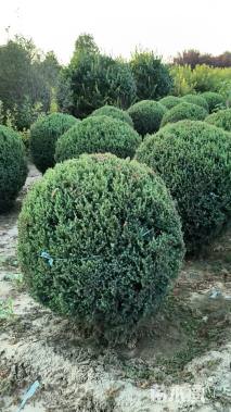 高度100厘米桧柏