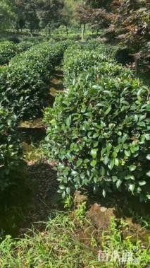 冠幅160厘米茶梅球