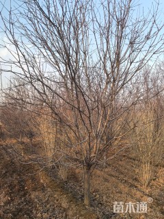 12公分红宝石海棠