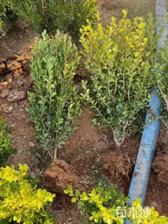高度50厘米瓜子黄杨