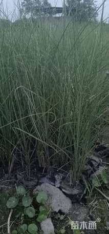 高度50厘米细叶芒