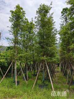 10公分金丝楠木