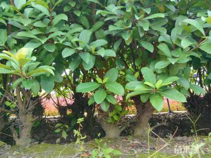 高度150厘米欧洲荚蒾