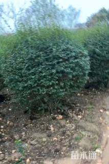 冠幅150厘米小叶女贞球