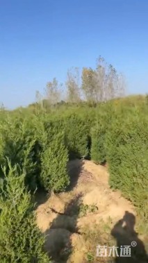 高度40厘米蜀桧柏