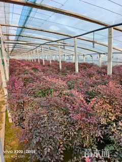 高度50厘米南天竹