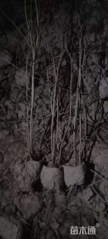 高度50厘米紫穗槐