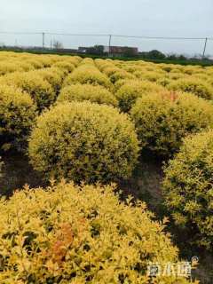 冠幅150厘米金禾女贞球