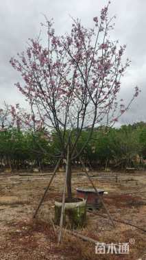 9公分红粉佳人樱