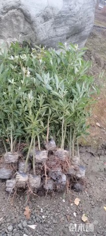 1.5公分金丝楠木