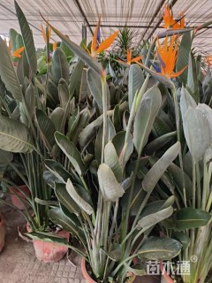 高度120厘米鹤望兰