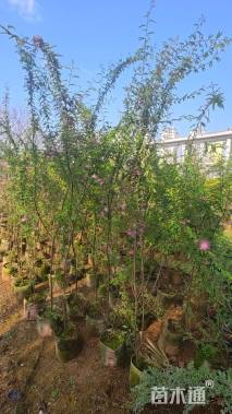 高度150厘米细叶合欢