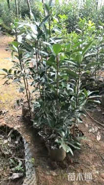 高度80厘米法国冬青绿篱