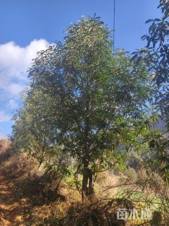 24公分红花木莲