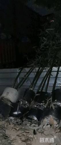 容器苗刚竹