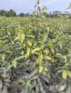 高度70厘米丛生天竺桂