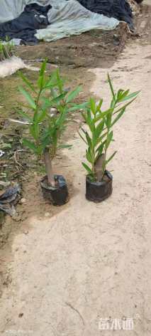 高度25厘米粉花夹竹桃