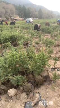 高度30厘米云杉