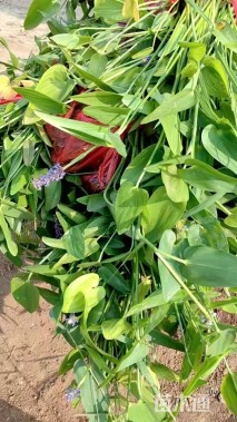 高度20厘米梭鱼草