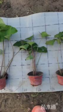 高度20厘米大吴风草