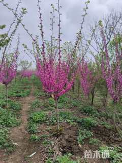 高度280厘米紫荆