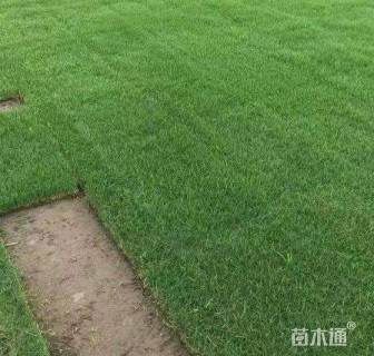 黑麦草
