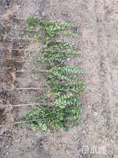 高度60厘米小叶女贞小苗
