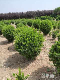 冠幅100厘米大叶黄杨球