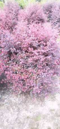 高度60厘米灌木小甘菊