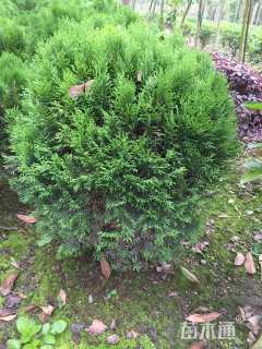 冠幅80厘米洒金柏球