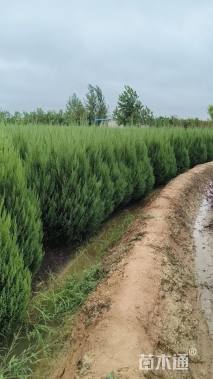 高度150厘米塔桧