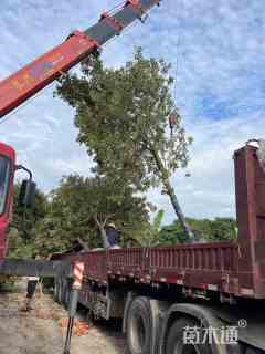 12公分黄花风铃木